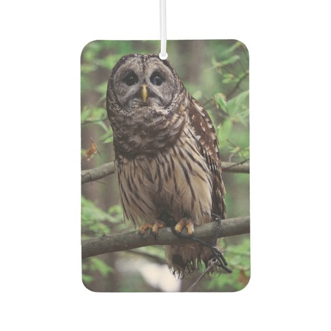 Barred Owl Air Freshener (Front)