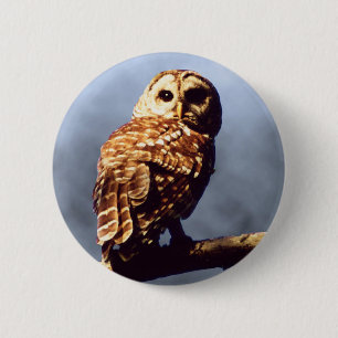 Barred Owl Button