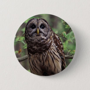 Barred Owl Button
