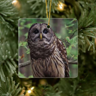 Barred Owl Ceramic Ornament