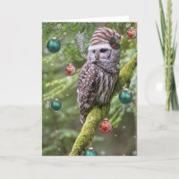 Barred Owl Christmas