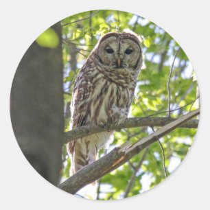 Barred Owl Classic Round Sticker