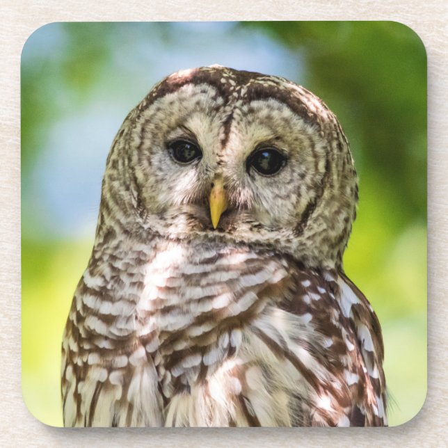 Barred Owl Coaster (Front)