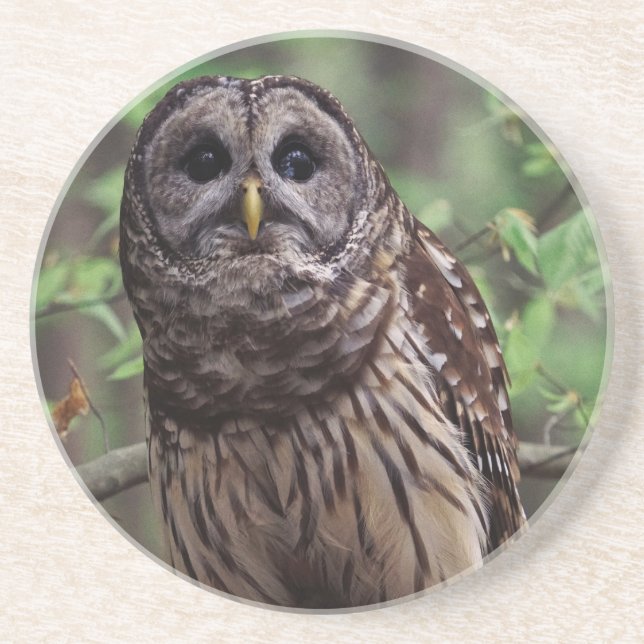 Barred Owl Coaster (Front)