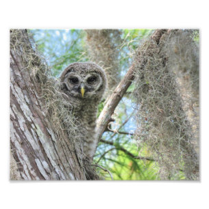 Barred Owl Fledgling in a Tree Photo Print