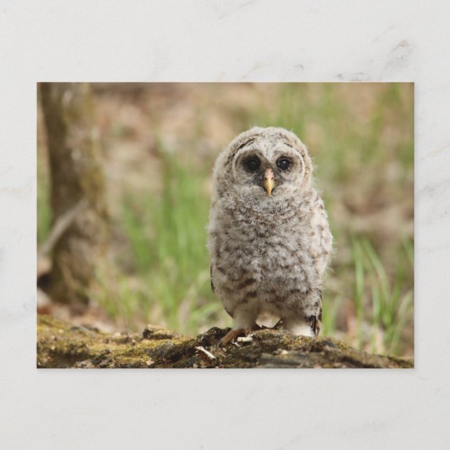 Barred Owl Fledgling Photo Postcard (Front)