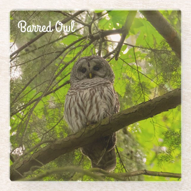 Barred Owl Glass Coaster (Front)