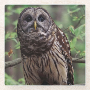 Barred Owl Glass Coaster