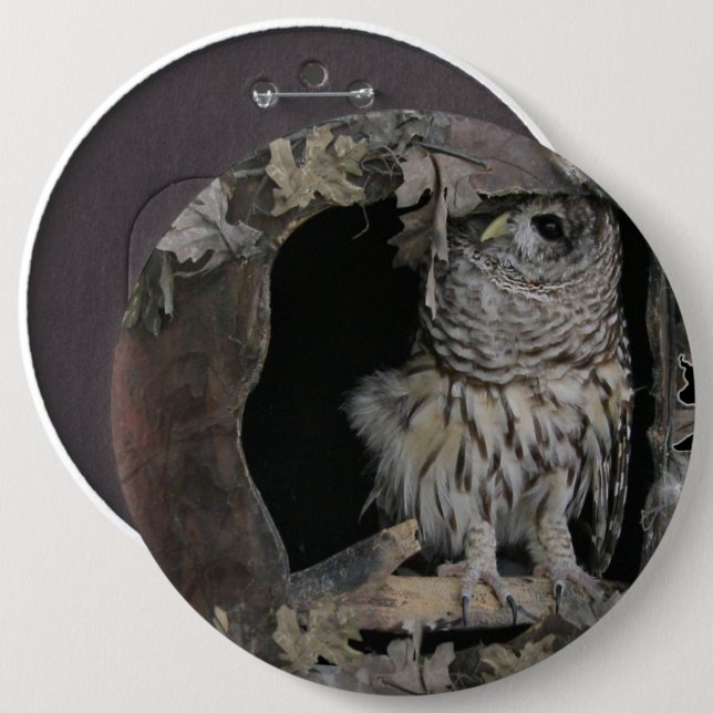 Barred Owl - Here's Looking at You! 6 Inch Round Button (Front & Back)