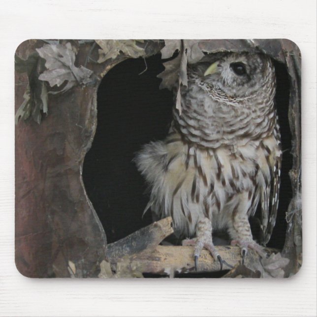 Barred Owl - Here's Looking at You! Mouse Pad (Front)