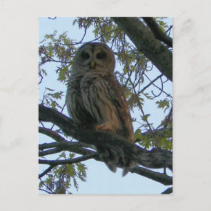 Barred Owl (Hoot Owl) Postcard