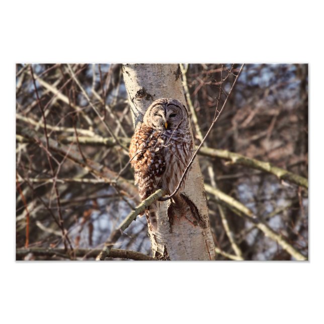 Barred Owl in a Birch Tree Photo Print (Front)