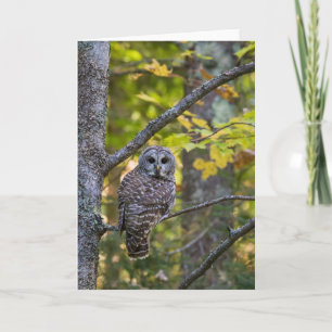 Barred Owl in Fall   Alger County, MI Card