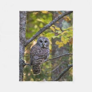 Barred Owl in Fall   Alger County, MI Fleece Blanket
