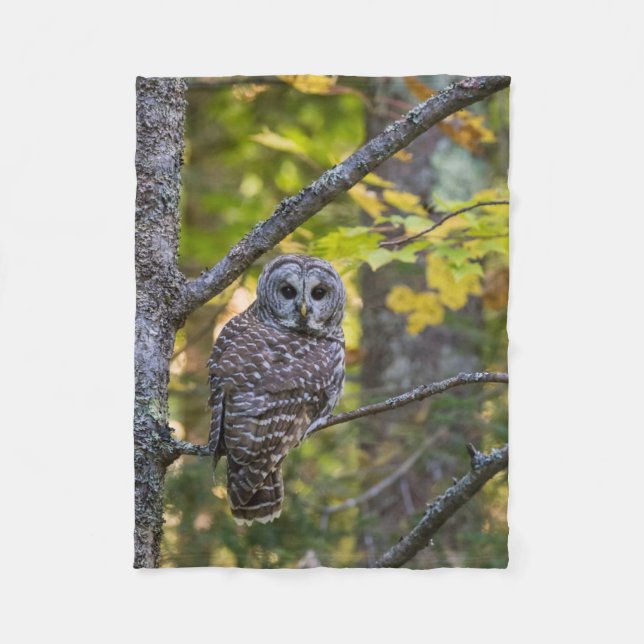 Barred Owl in Fall | Alger County, MI Fleece Blanket (Front)