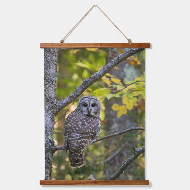 Barred Owl in Fall | Alger County, MI Hanging Tapestry (Front)