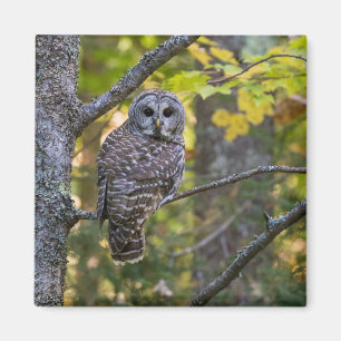 Barred Owl in Fall Alger County, MI Magnet