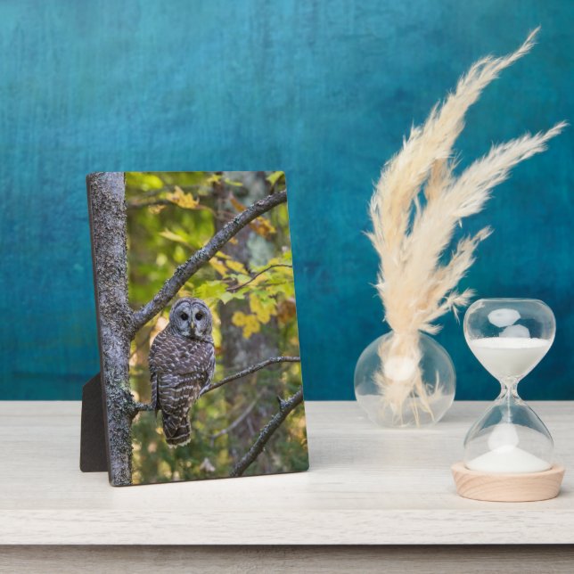 Barred Owl in Fall | Alger County, MI Plaque (Side)