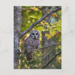 Barred Owl in Fall   Alger County, MI Postcard