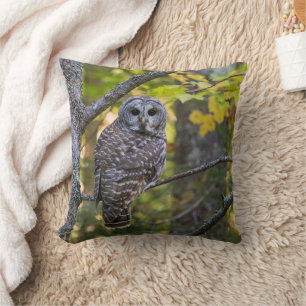 Barred Owl in Fall Alger County, MI Throw Pillow
