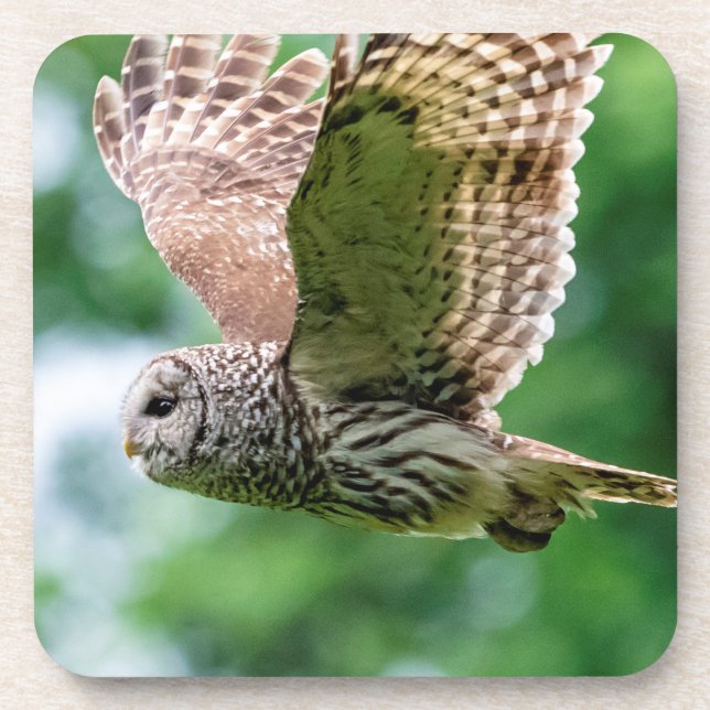 Barred Owl in flight Coaster (Front)