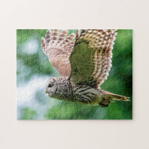 Barred Owl in flight Jigsaw Puzzle