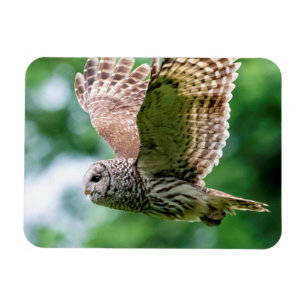 Barred Owl in flight Magnet