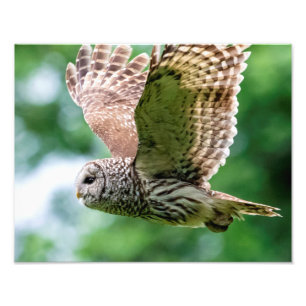 Barred Owl in flight Photo Print