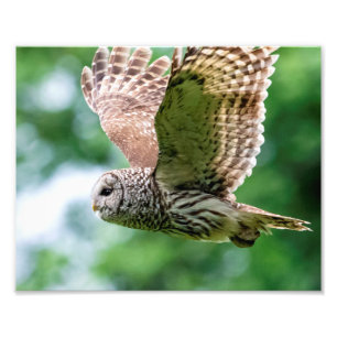 Barred Owl in flight Photo Print