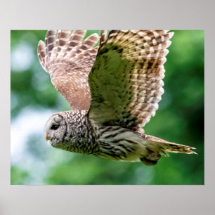 Barred Owl in flight Poster