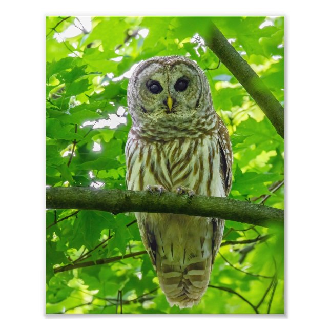 Barred Owl in Leafy Canopy Photo Print (Front)