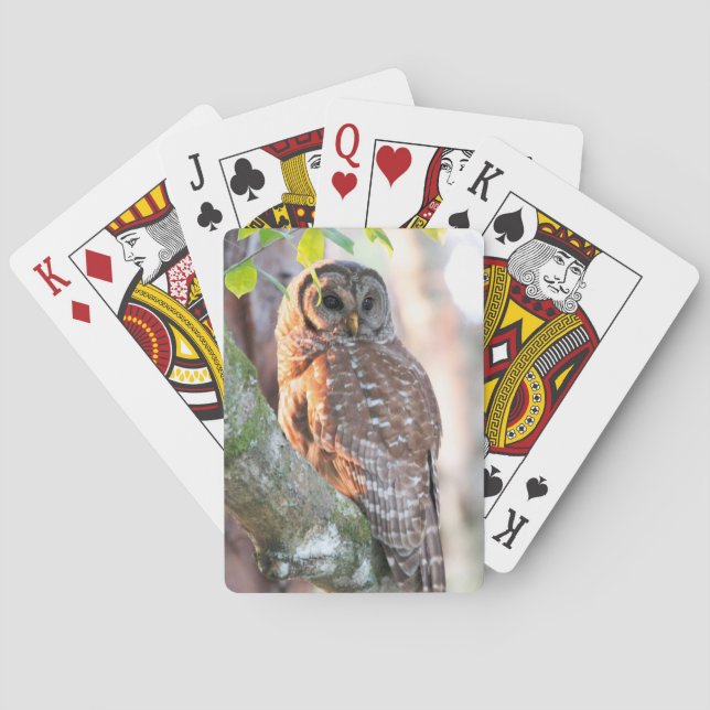 Barred Owl in Tree at Sunset Playing Cards (Back)