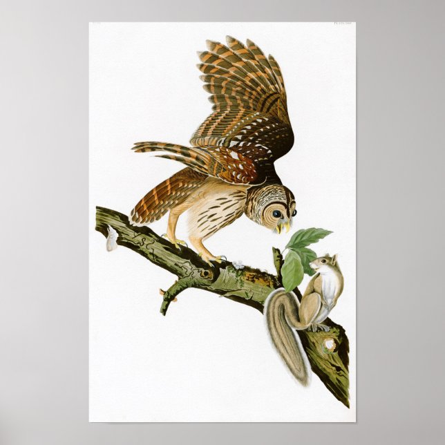 Barred Owl John James Audubon Birds of America Poster (Front)