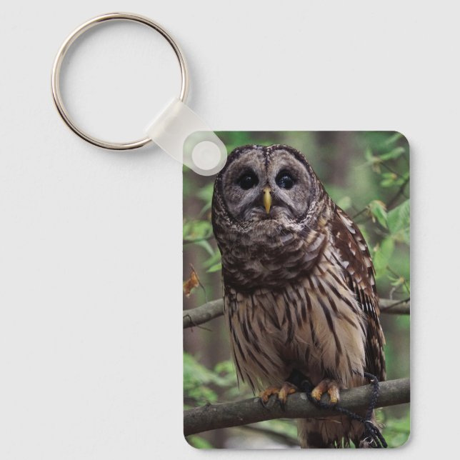 Barred Owl Keychain (Front)