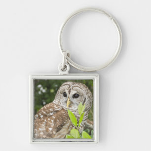 Barred Owl Keychain