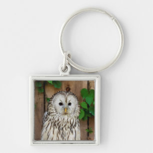Barred Owl Keychain
