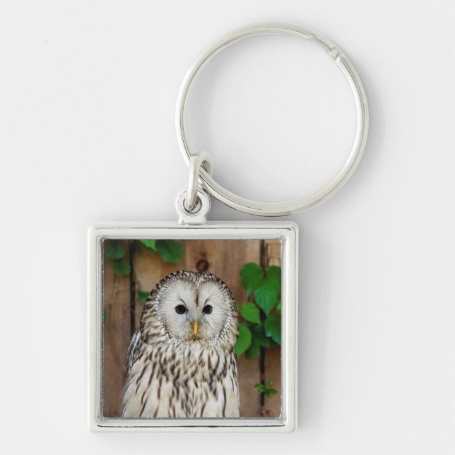 Barred Owl Keychain (Front)