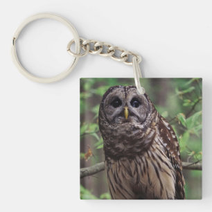 Barred Owl Keychain