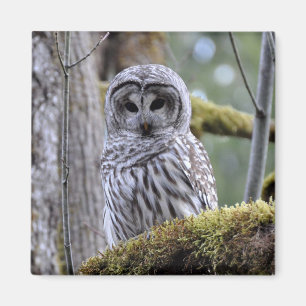 Barred Owl Lovers Magnet