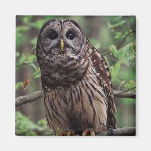 Barred Owl Magnet