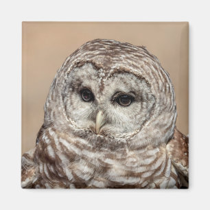 Barred Owl Magnet