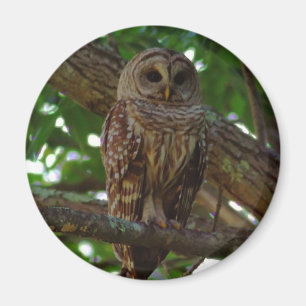 Barred Owl Magnet