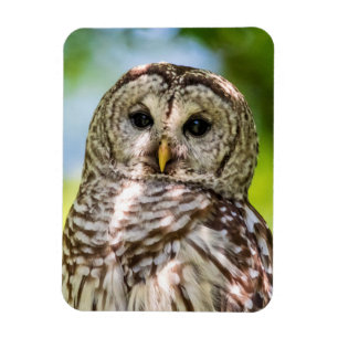 Barred Owl Magnet