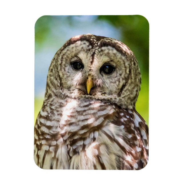 Barred Owl Magnet (Vertical)
