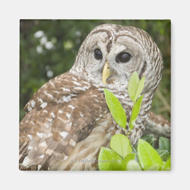 Barred Owl Magnet (Front)