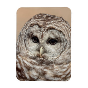 Barred Owl Magnet