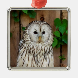 Barred Owl Metal Ornament