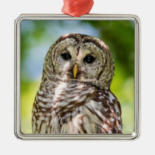 Barred Owl Metal Ornament