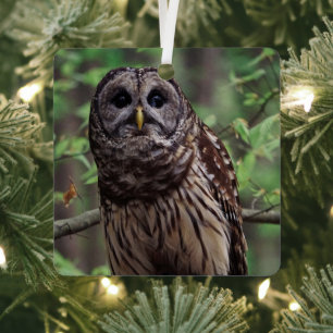 Barred Owl Metal Ornament