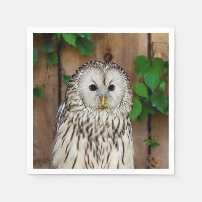 Barred Owl Napkin (Front)